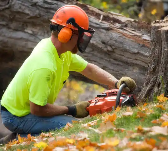 tree services Shorewood-Tower Hills-Harbert